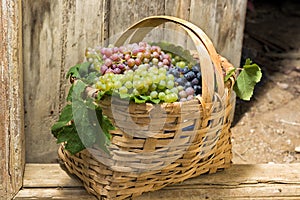 Grapes in a basket