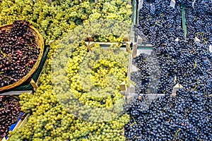 Grapes and basket