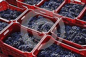 Grapes in baskets