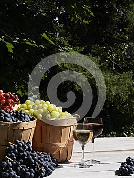 Grapes in baskets in the garden