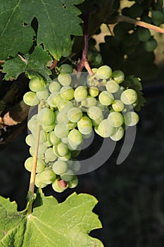 Grapes bathing in the sun on a vine front cover- travel to European wine country!
