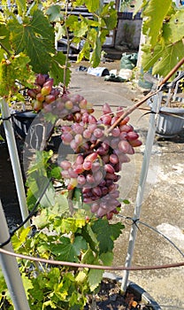 Grapes Beauty Krasotka