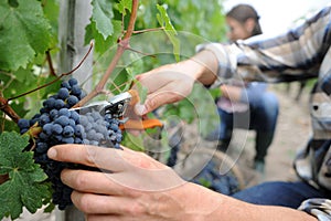 Grapes being cut from row