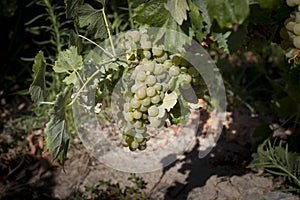 Grapes before being harvested