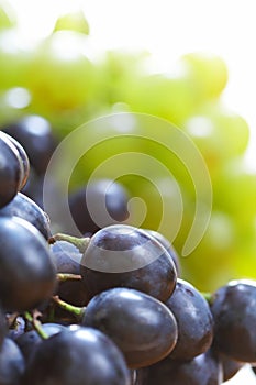 Grapes berry