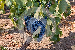 Grapes of black wine in sicily - Italy photo