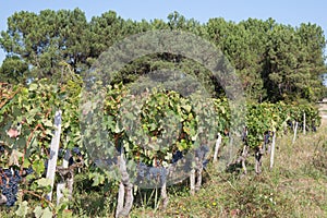 Grapes-Bordeaux Wineyard autumn