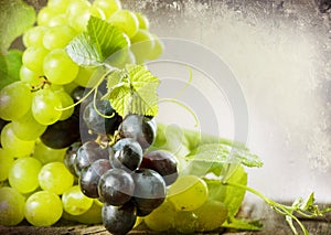 Grapes border design