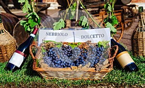 Grapes and bottles of Nebbiolo and Dolcetto photo