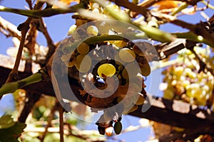 Grapes on a branch