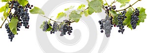 Grapes on a branch with leaves isolated on a white background