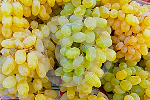 Grapes bunch cluster tablegrapes vine fruit food angoor Vitis vinifera grape closeup view image picture stock photo