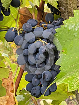 Grapes photo