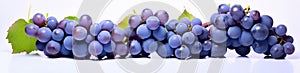 grapes bunch on white background