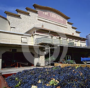 Grapes at the cave cooperative