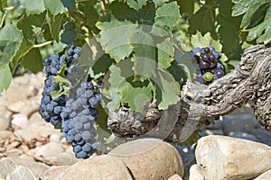 Grapes, Chateauneuf-du-Pape, France,