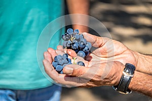 Grapes in a Chilean Vineyard - Santiago, Chile