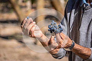 Grapes in a Chilean Vineyard - Santiago, Chile