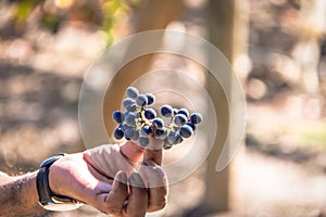 Grapes in a Chilean Vineyard - Santiago, Chile