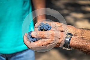 Grapes in a Chilean Vineyard - Santiago, Chile