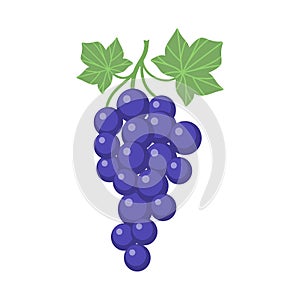Grapes clipart cartoon with vine and leaves. Purple grapevine.