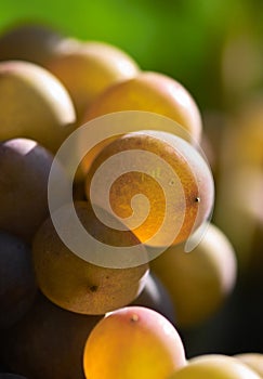 Uvas 