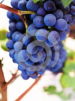 Grapes close-up