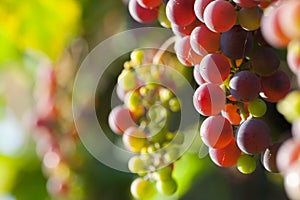 Grapes closeup