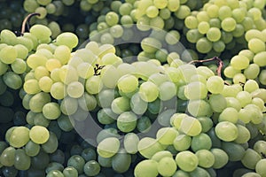 Grapes closeup - bonch of green grapes