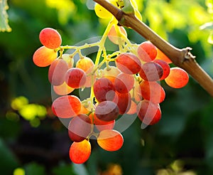 Grapes cluster