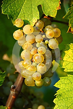 Grapes cluster