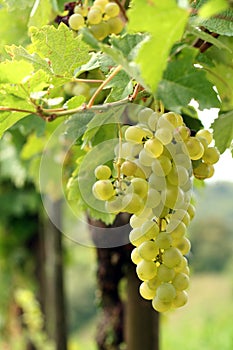 Grapes cluster