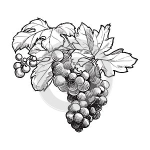 Grapes cluster with leaves. Ink style black and white drawing
