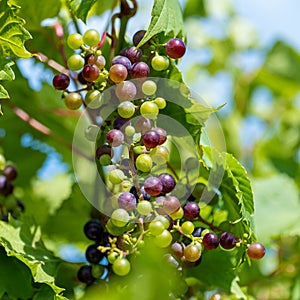 Grapes in a cluster on a living growing vine, with green leaves