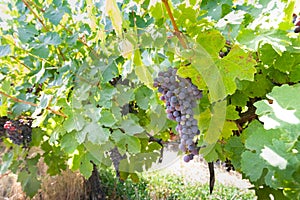 Grapes at Colchagua valley