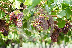 Grapes at Colchagua valley