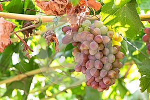 Grapes at Colchagua valley