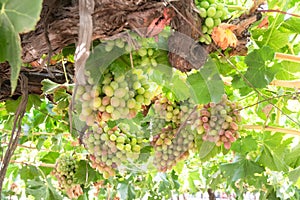 Grapes at Colchagua valley