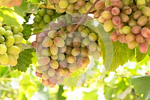 Grapes at Colchagua valley