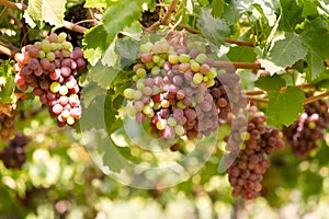 Grapes at Colchagua valley