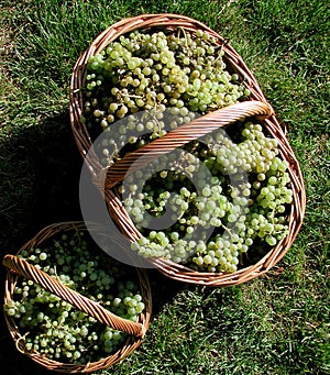 grapes collected in a home garden