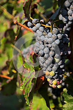 Grapes photo