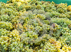 White grapes