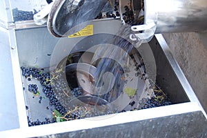 Grapes in the crusher photo