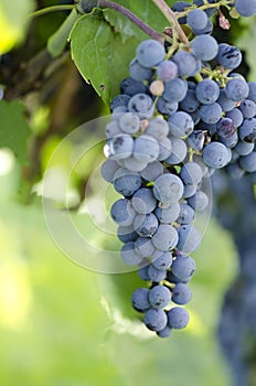 Grapes