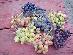 Grapes of different sorts on the farm