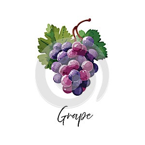 Grapes drawing in watercolor style