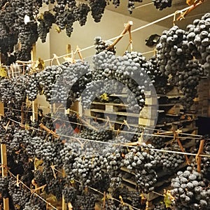 Grapes drying on the lees in a cellar