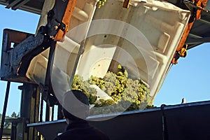 Grapes Dumped into Hopper