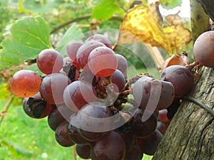 Grapes in the end of summer